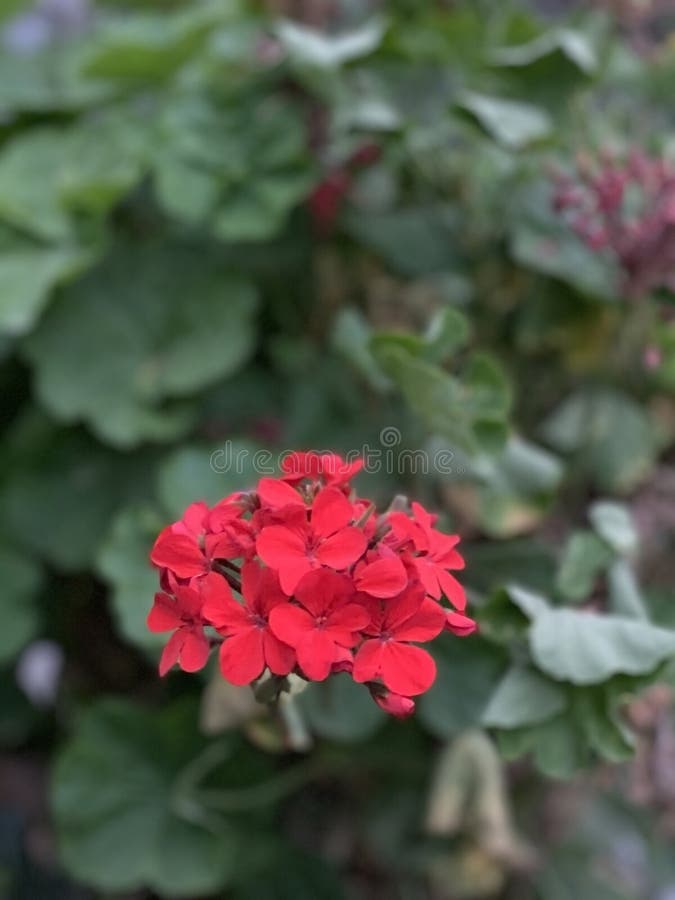 Red Flowers on the Green Background Stock Image Image of beautiful, elegance 186346823
