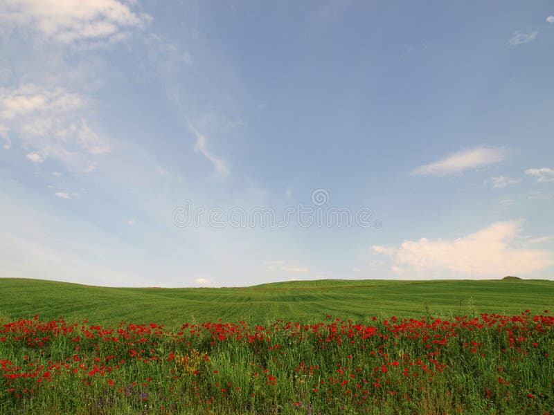 Red flowers in green field