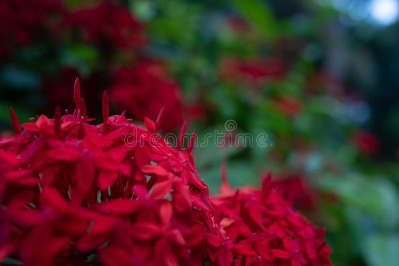 Red Flowers on Green Leaves Background. West Indian Jasmine or Ixora ...