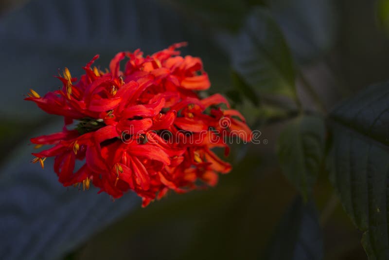 Red Flowers and Green Leaves in Sunset Sun. Exotic Flower in Tropical ...