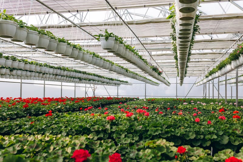 Red Flowers in a Greenhouse. Production and Cultivation Flowers Stock