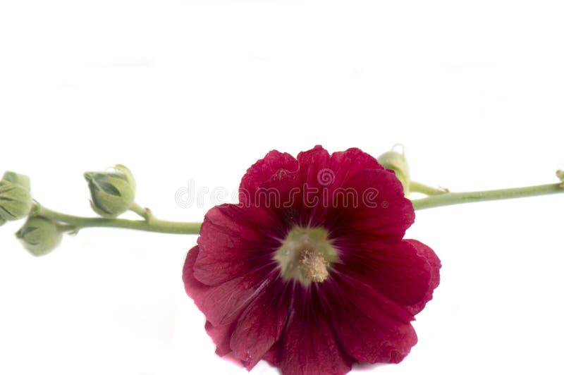 Red Flowers. Isolated on White Background Stock Image Image of