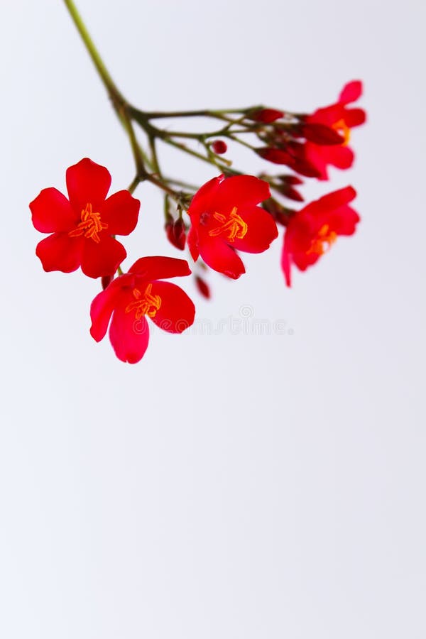 Red Flowers Isolated On White Background Stock Image Image of angle
