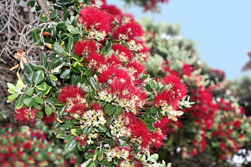 Red Flowers on Madeira Island Stock Image Image of exotic, decorative
