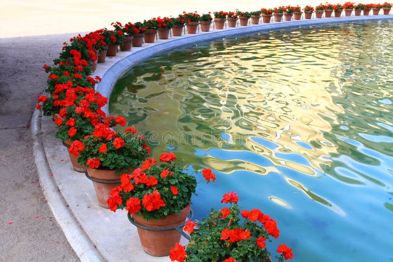 Red flowers in pots stock image. Image of edge, clay 21929473