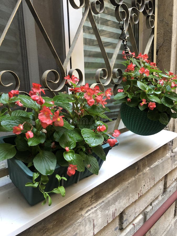 Red flowers in pots stock photo. Image of orchids, pink 225777790