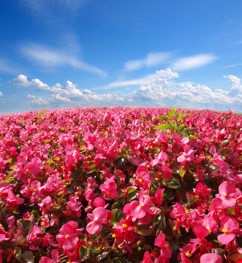 Red flowers and the sky