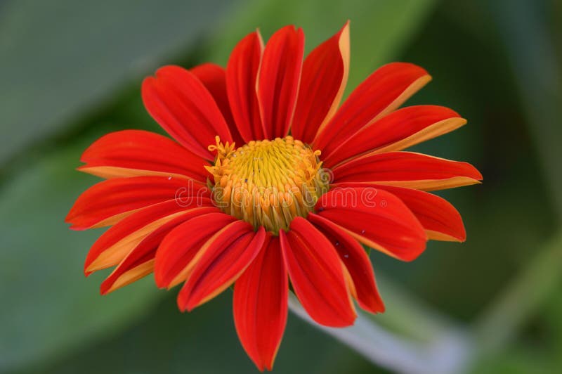 Red Flowers