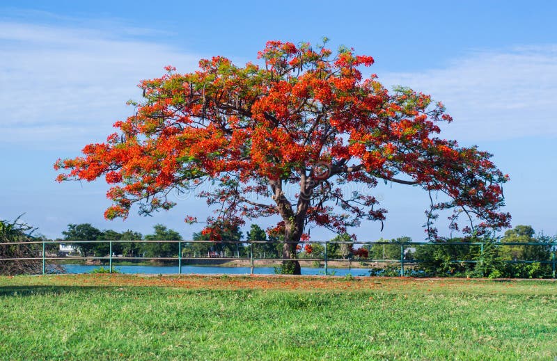 Red flowers tree