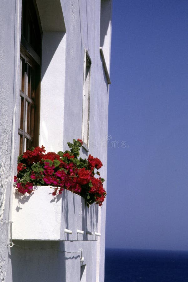 Red flowers at the window