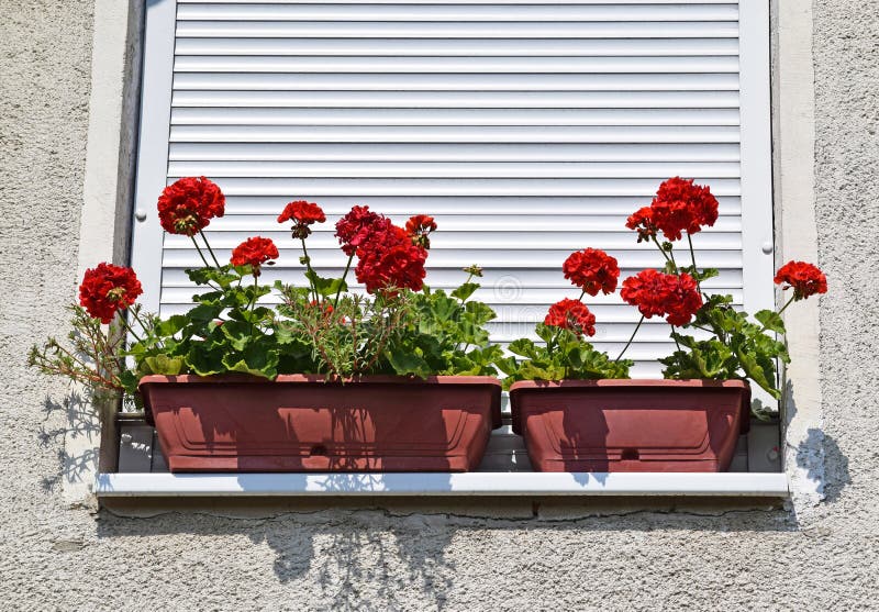 Red flowers in the window royalty free stock photos