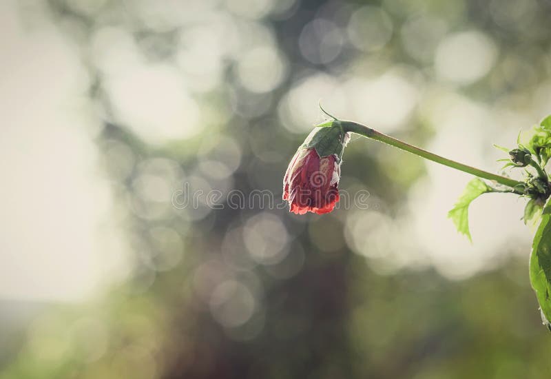Red Flowers that Wither with Background Blur. a Sad and Lonely. Stock Image  - Image of dead, petal: 123210505