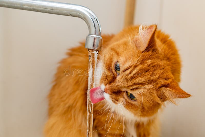 Red fluffy cat, lapping its tongue, drinks tap water from the tap