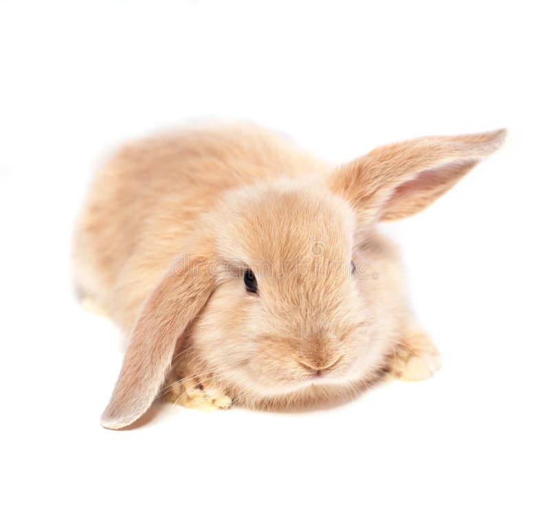 Ginger Rabbit Stock Images Download 1,058 Royalty Free Photos