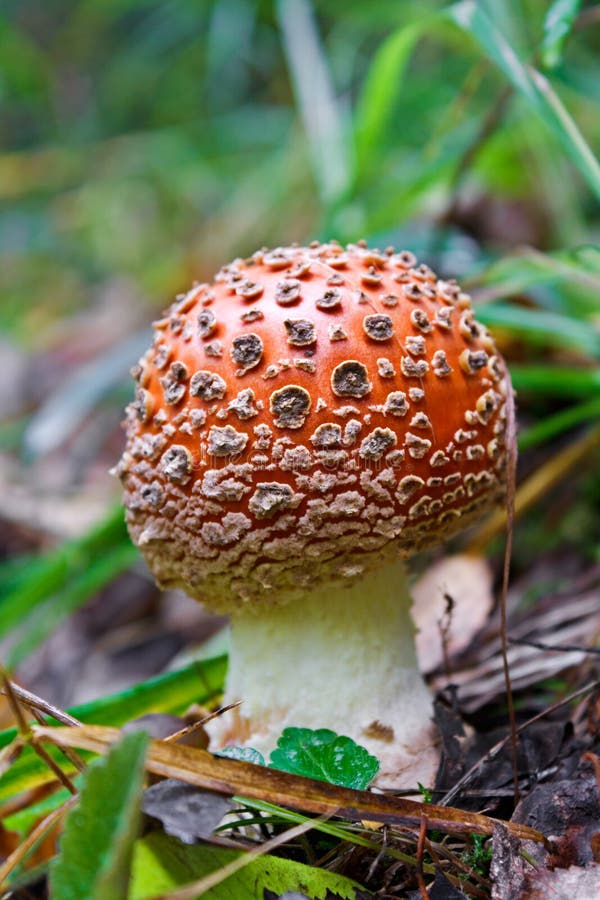 The red fly-agaric growing in wood in the autumn