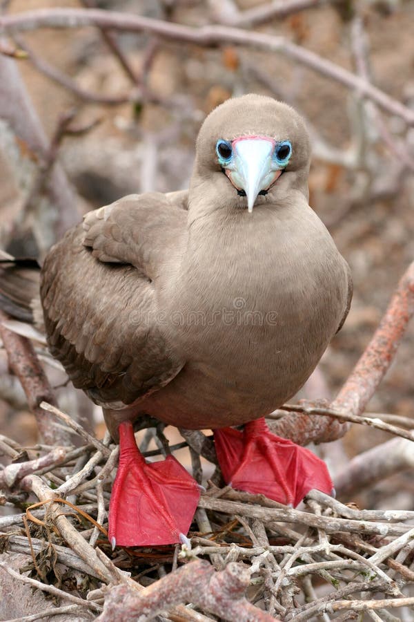 Hlupák,,, galapágy.