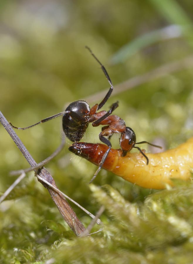 Red Forest Ant Eating Yellow Caterpillar Stock Photo Image of