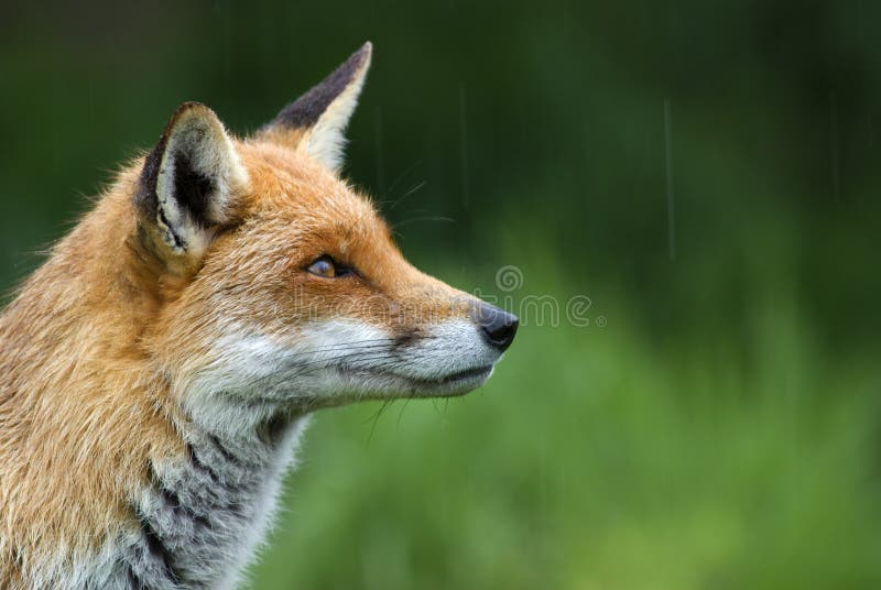 Red fox