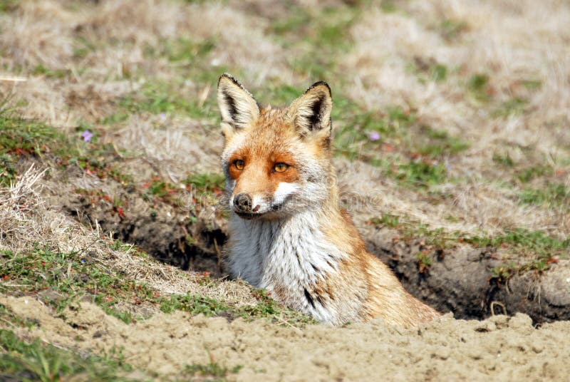 Download Red fox stock image. Image of open, glance, spring, nature - 8996307