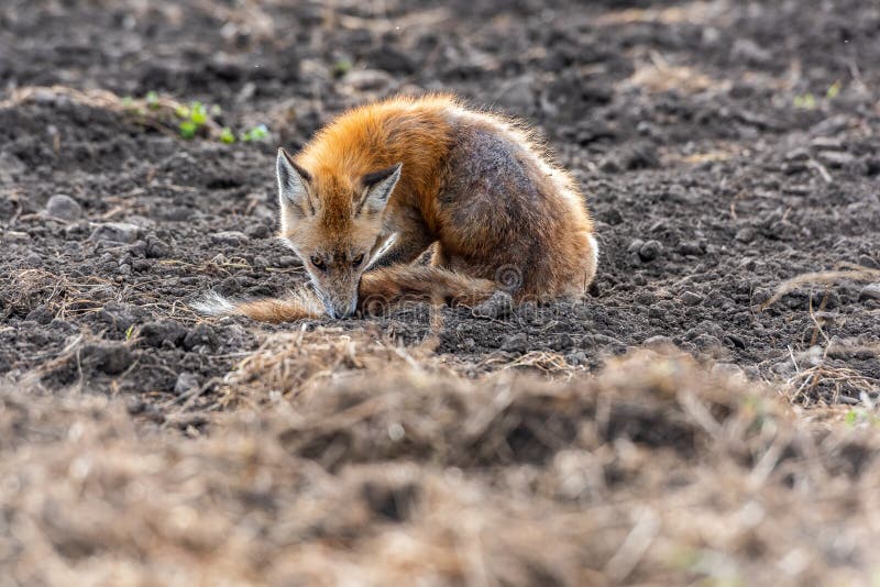 Red Fox Exhibiting Mange. Red Fox on Field with Dermatitis Flea Allergy
