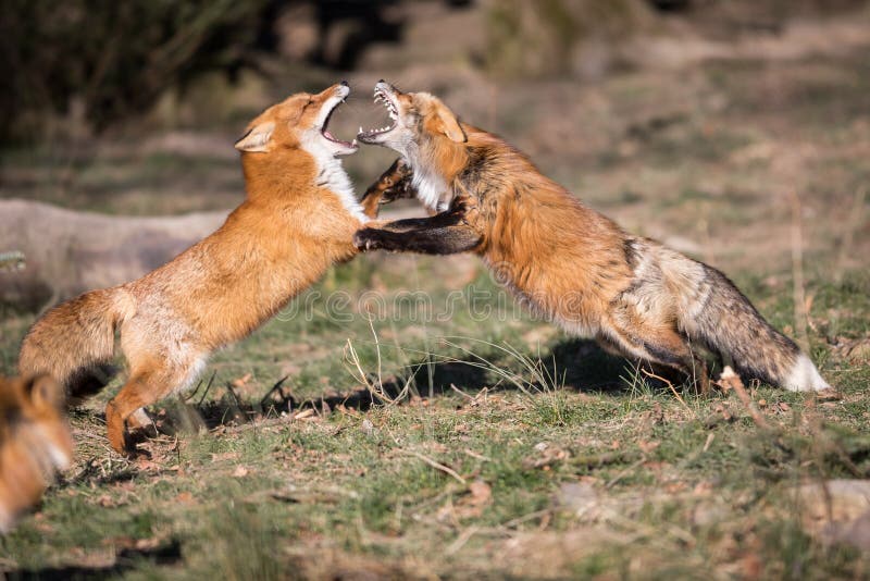 Red Fox Fighting In The Forest Stock Photo Image Of Grass Carnivore