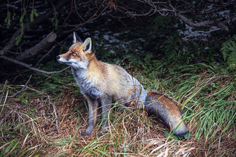 does the fox in the forest make noise does the fox in the forest make noise