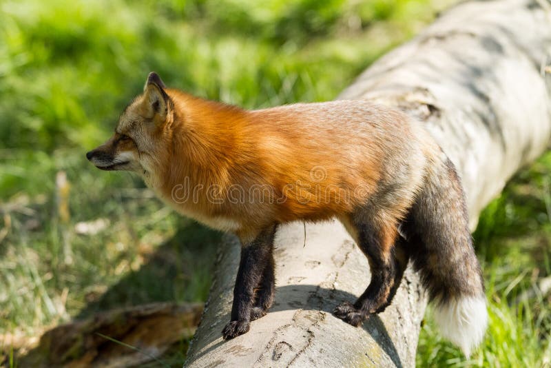 the fox in the forest story the fox in the forest story
