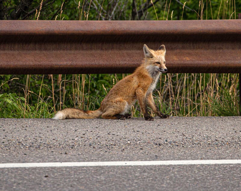 Red Fox Hitching a Ride, Ouray, Colorado Stock Image Image of nature