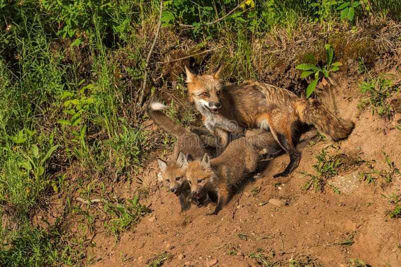 Red Fox Kits and Vixen (Vulpes Vulpes) at Den Stock Image Image of