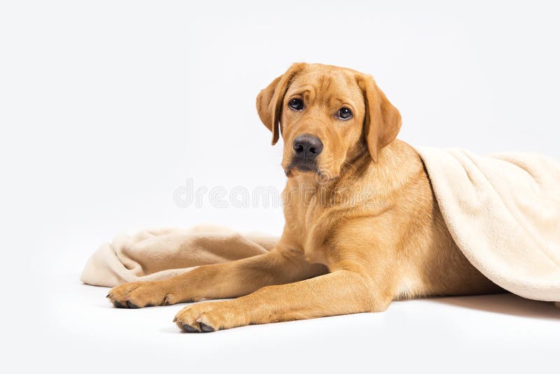175 Red Fox Labrador Photos Free Royalty Free Stock Photos From Dreamstime