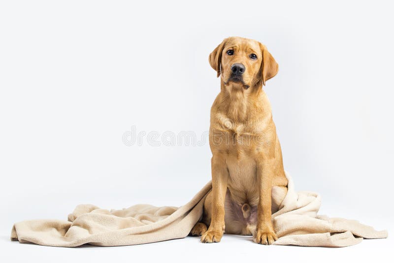 175 Red Fox Labrador Photos Free Royalty Free Stock Photos From Dreamstime