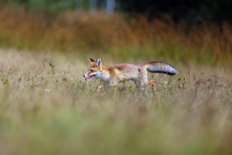The red fox Vulpes vulpes looks for food in a meadow. Young red fox on green field with dark spruce forest in background