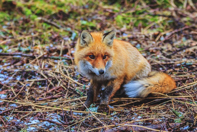 Red fox in the woods stock photo. Image of clever, canine - 114057048