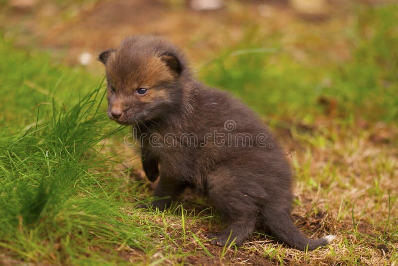 Red fox pup stock image. Image of peer, animal, baby - 29141869