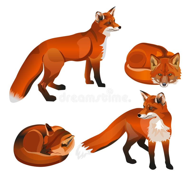 fox clipart