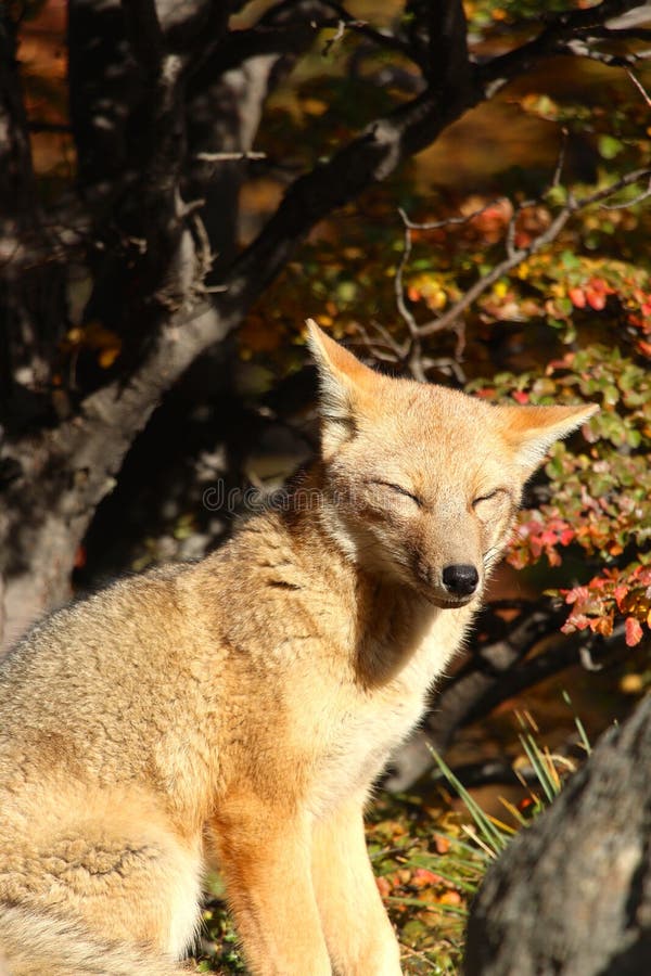 Red Fox On Sitting In The Late Afternoon Sun Stock Photo Image Of