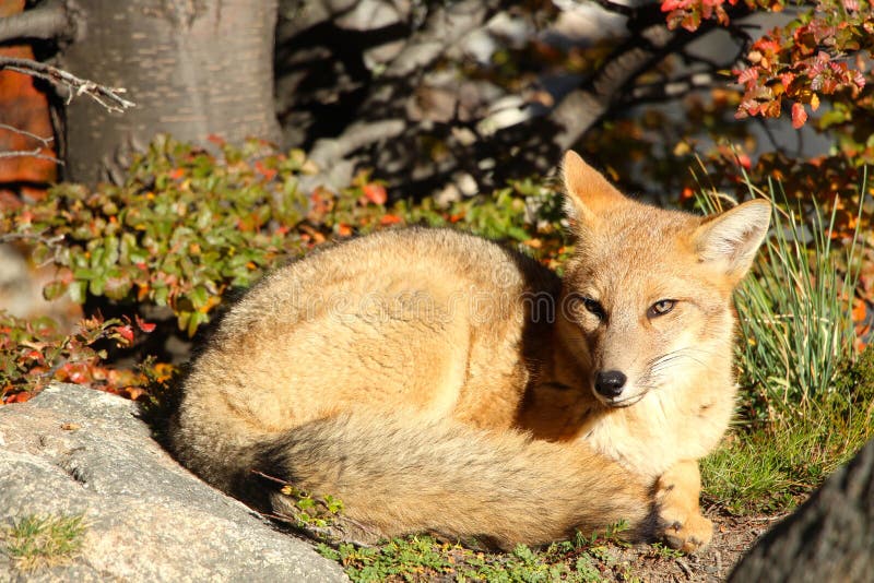 Red Fox On Sitting In The Late Afternoon Sun Stock Photo Image Of