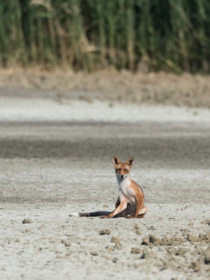 A Red Fox Sitting Looks Towards You Stock Image Image Of Nature