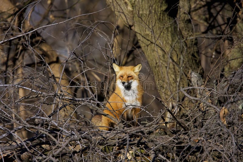 Red Fox 818009 stock photo. Image of animals, illinois 193568640