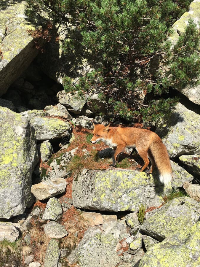 Líška obyčajná stojí medzi skalami na pozadí horskej borovice