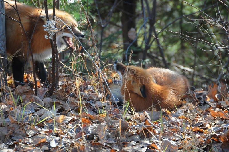 does the fox in the forest make noise does the fox in the forest make noise