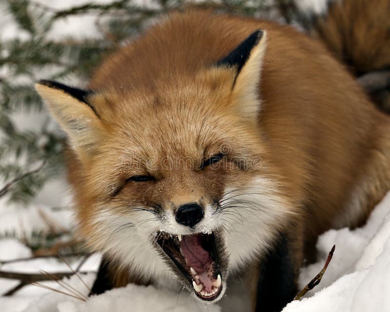 Red Fox Stock Photos. Red fox head shot with open mouth, displaying canine teeth, tongue, fox fur in the winter season in its