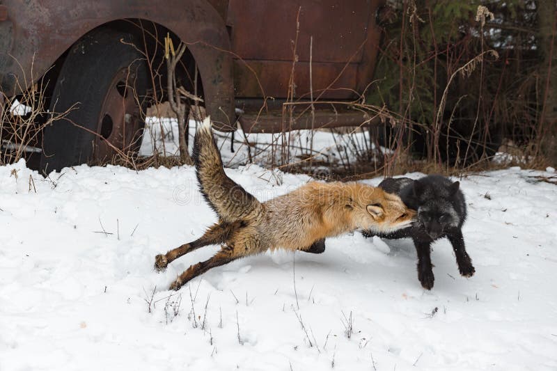 Will A Fox Attack A Dog