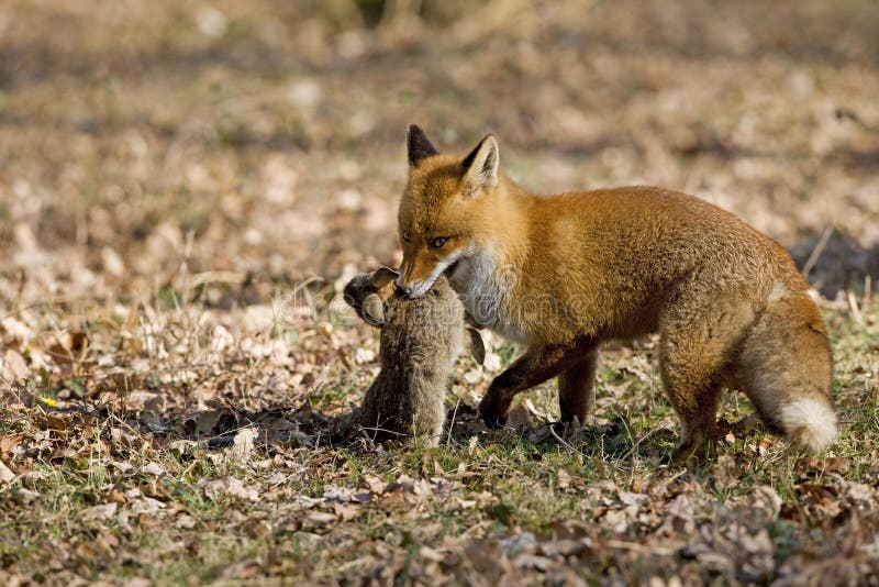 Red Fox, Vulpes Vulpes, Male with a Kill, a Wild Rabbit, Normandy Stock