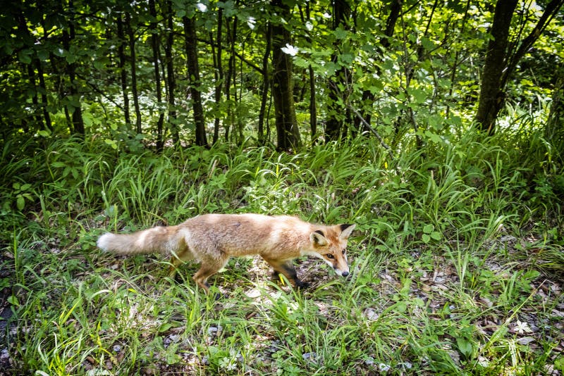 Líška obyčajná Vulpes vulpes, Muránska planina, Slovensko, scéna zvierat