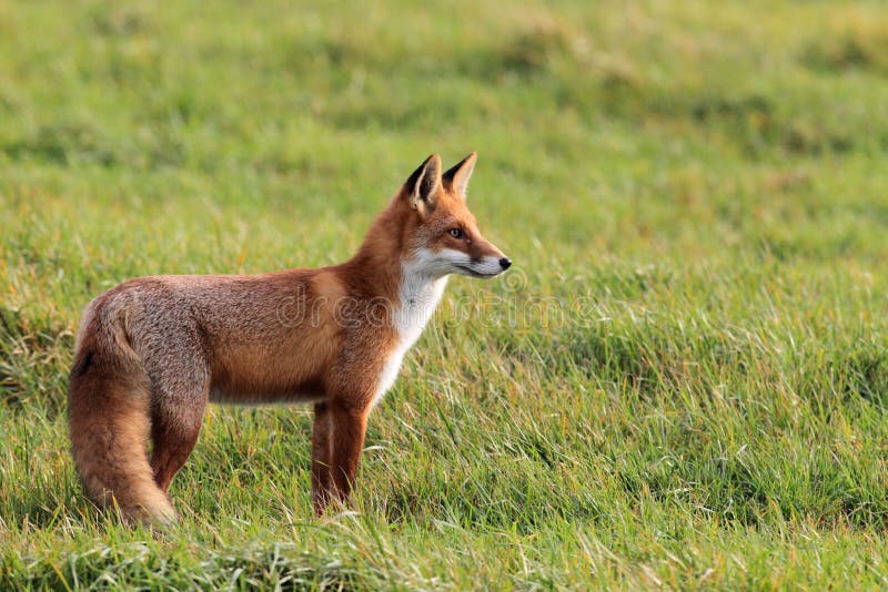 Red Fox (Vulpes vulpes)Niemcy