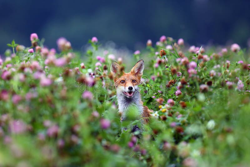 The red fox vulpes vulpes pokes his head out of the purple clover flowers. Portrait of a fox peeping out of a clover field