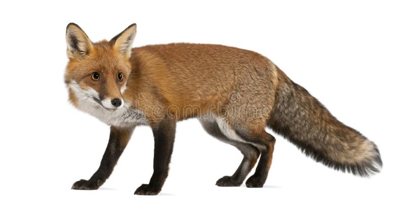 Red fox, Vulpes vulpes, 4 years old, walking royalty free stock images Red fox, Vulpes vulpes, 4 years old, walking royalty free stock images