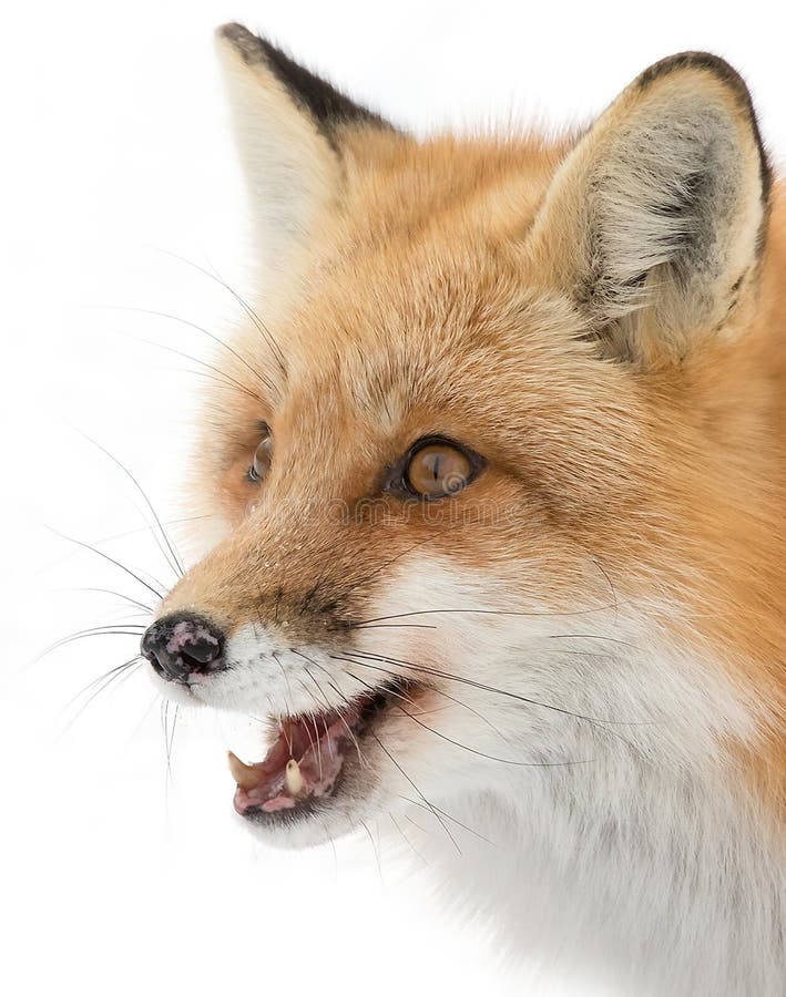 Red fox (Vulpes vulpes) with a bushy tail isolated on white background hunting in the freshly fallen snow in Algonquin stock photography Red fox (Vulpes vulpes) with a bushy tail isolated on white background hunting in the freshly fallen snow in Algonquin stock photography