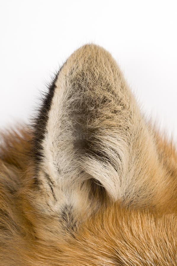 Red fox - Vulpes vulpes a white background royalty free stock images Red fox - Vulpes vulpes a white background royalty free stock images